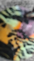 Samuraï